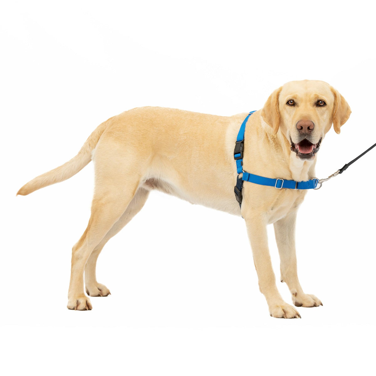 Petsafe Easy Walk No-Pull Dog Harness - The Ultimate Harness To Help Stop Pulling - Take Control & Teach Better Leash Manners - Helps Prevent Pets Pulling On Walks, Large, Royal Blue/Navy Blue