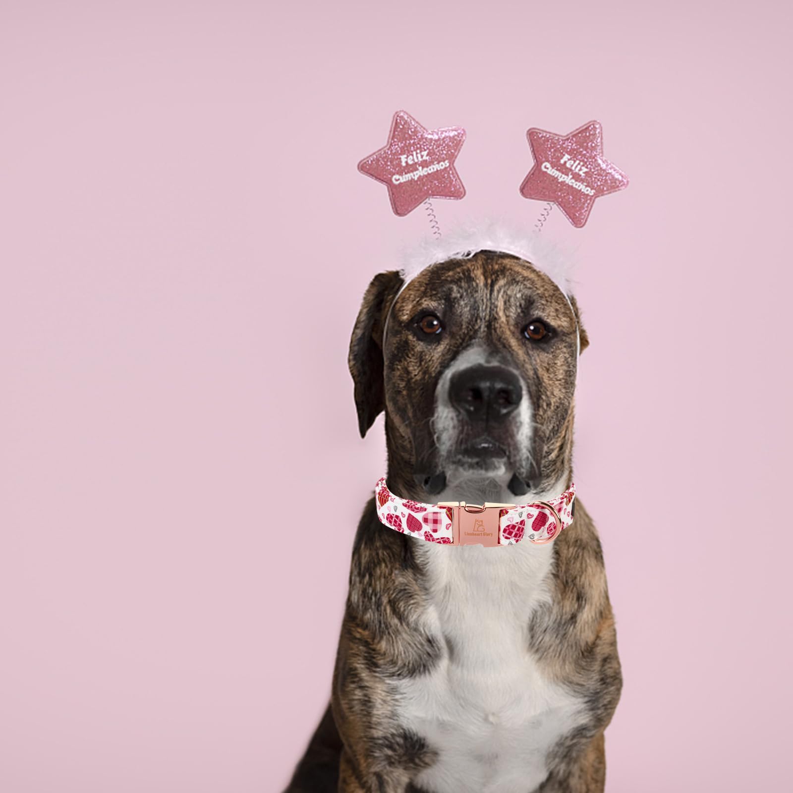 Lionheart Glory Valentine Collar, Cookie Hearts Dog Collar For Medium Cute Dog Collars Spring Female Pet Gift Adjustable Heavy-D