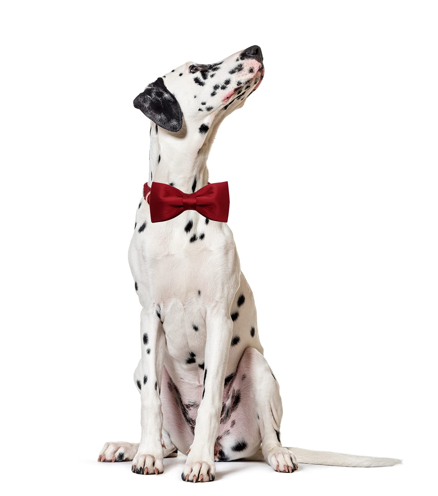Lionet Paws Bowtie Dog Collar - Comfortable Silk Dog Collar With Detachable Bow Tie For Small Dogs Wedding, Neck 10-16 Inches