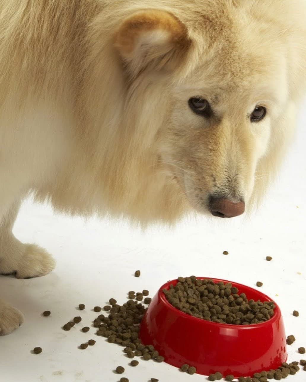 Evangers Super Gamebird Recipe with Coconut Oil Dry Food for Dogs - 33 lbs - Pea & Chicken Free, Hypoallergenic, Turmeric & Kal