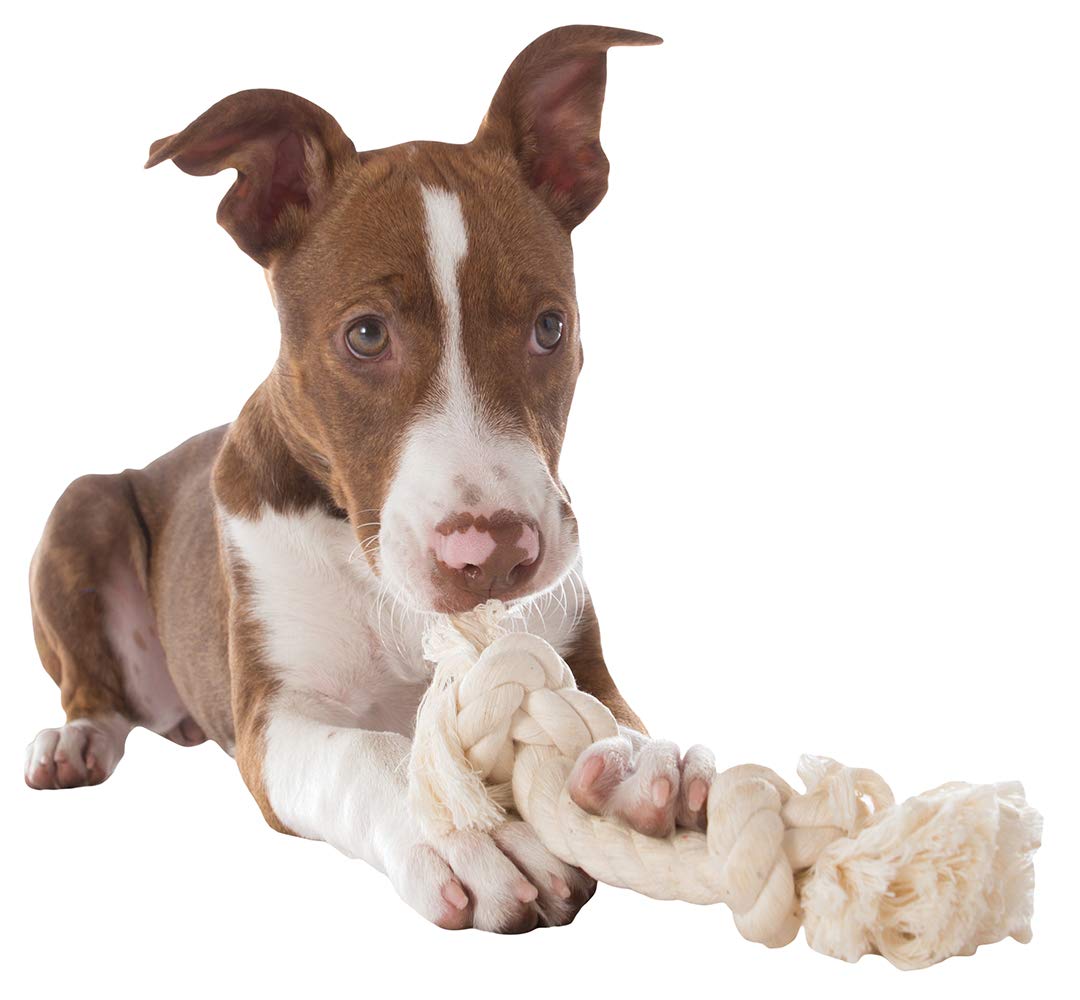 FLOSSY CHEWS COTTON ROPE BONE DOG TOY