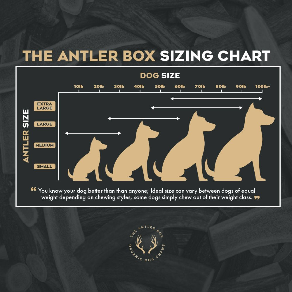 THE ANTLER BOX Premium Elk Antler Dog Chews - 1 lb Bulk Pack, Whole Only, Medium Size