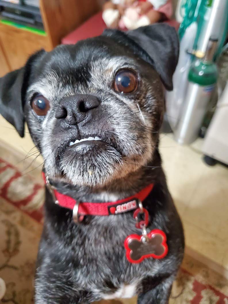 Klippy Pet Tag Quick Clip For Dogs And Cats, Silver