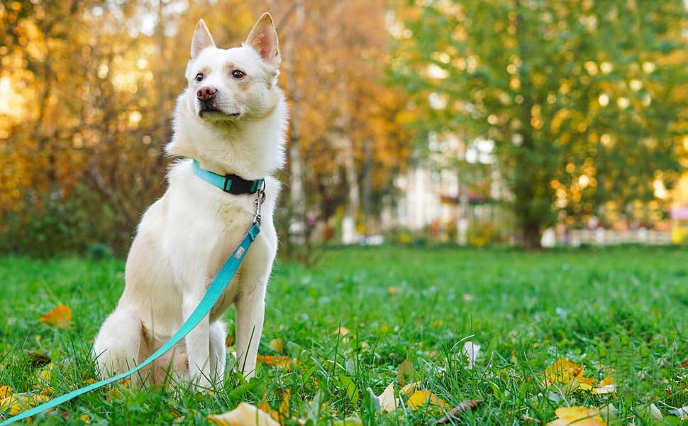 Penseepet Basic Dog Leashes 6 Ft Padded Handle Nylon Dogs Leashes For Small Dogs Light Blue