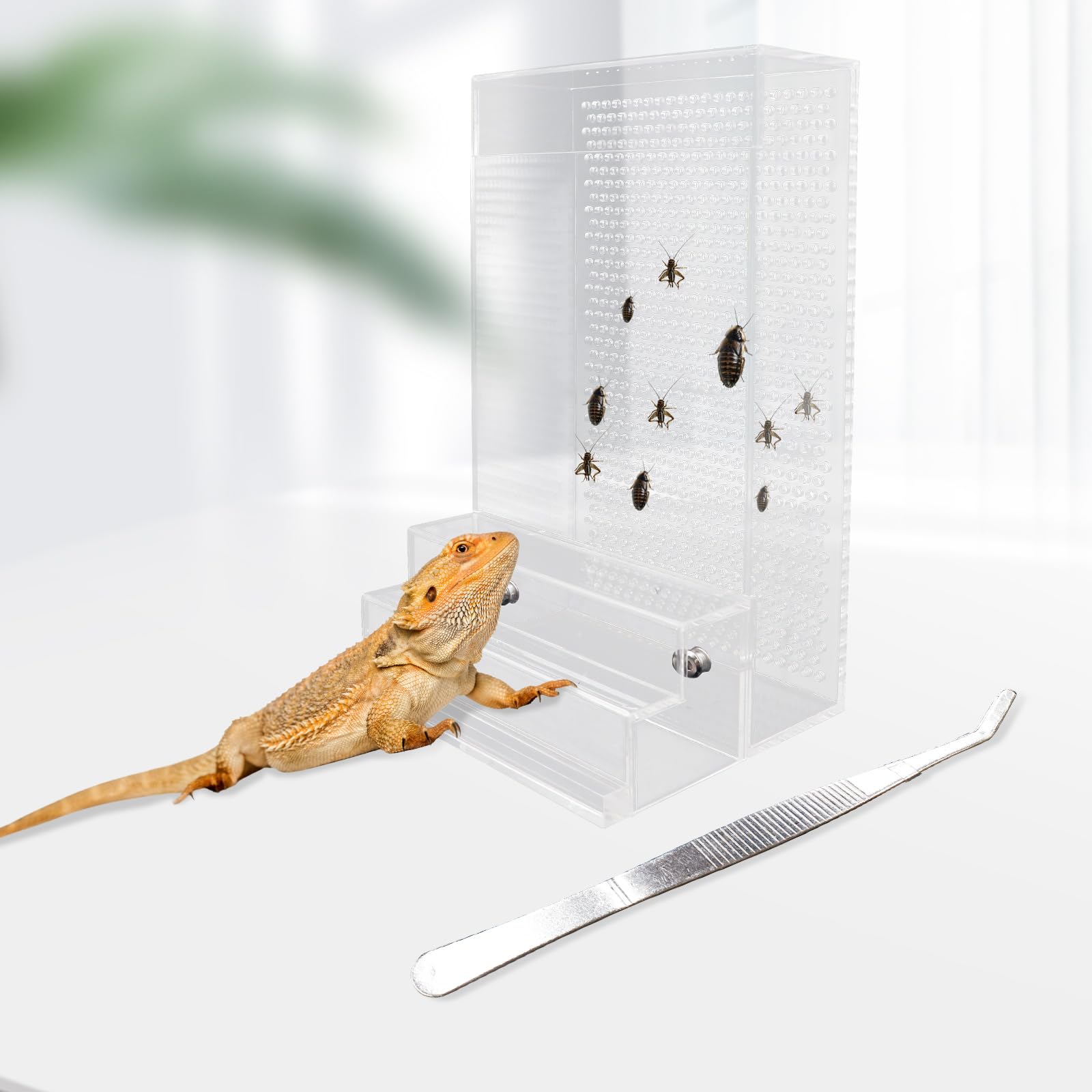 Large Bearded Dragon Feeder, Chameleon Bug Bowl Kit With Steps, Transparent Acrylic Reptile Feeder Box, Tank & Aquarium Accessor