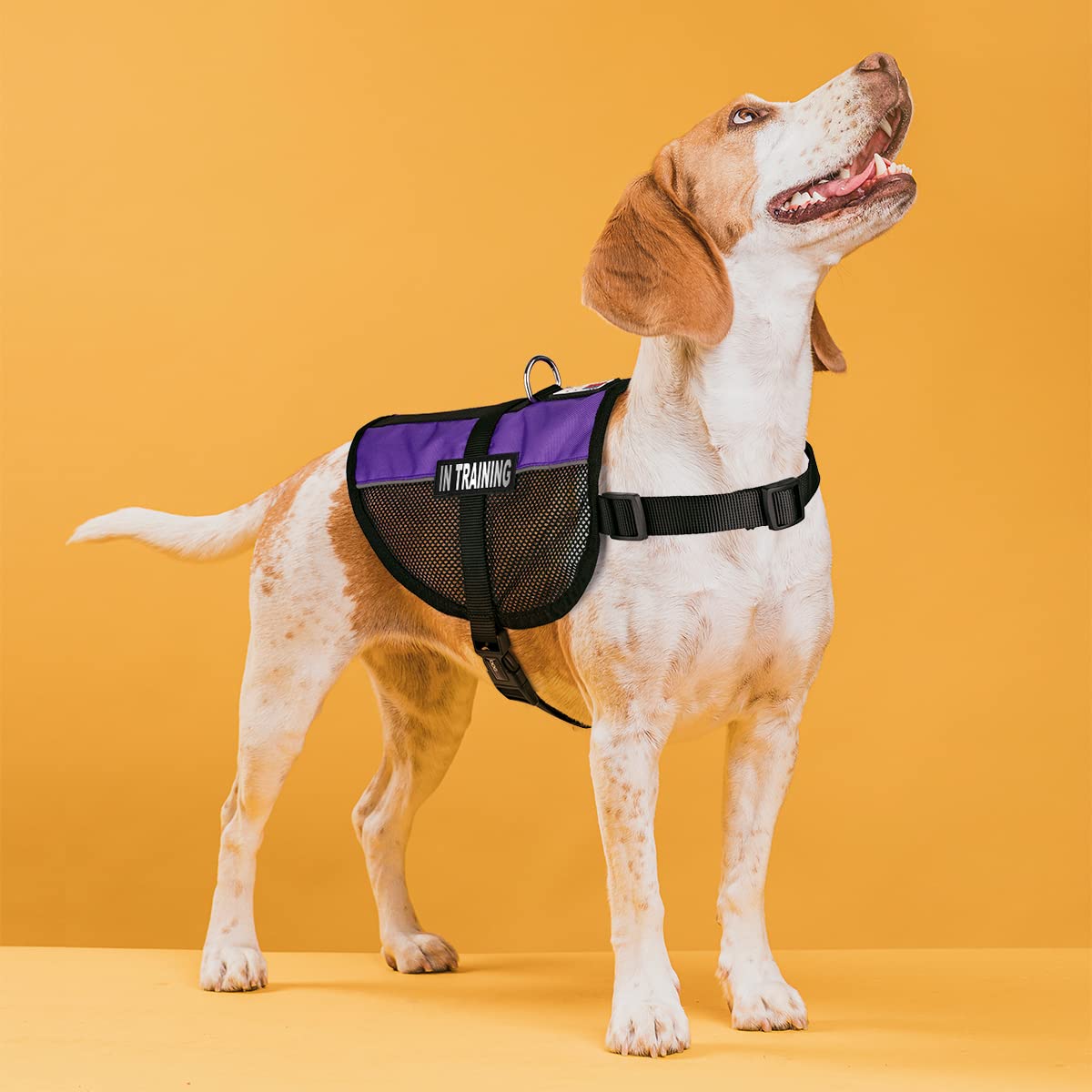 Dogline Maxaire Multi-Purpose Mesh Vest For Dogs And 2 Removable In Training Patches, Large, Purple