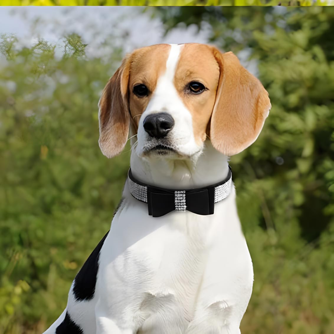 Black Rhinestone Puppy Collar With Bow, Girl Bling Cat Collars Diamond Female Fancy Sparkly Jewelry Cute Adjustable For Xxs Xs S