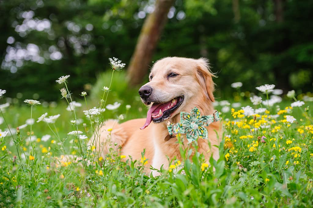 Lionheart Glory Dog Collar, Dog Collar with Flower, Cute Lemon Floral Pattern Pet Collar Adjustable Dog Collar for Small Dogs