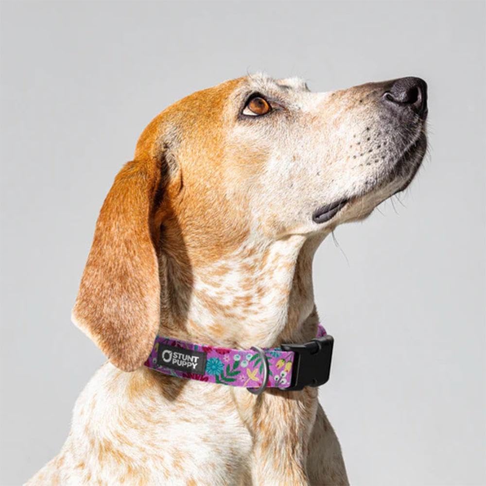 Frolic Summer Everyday Collar, Large