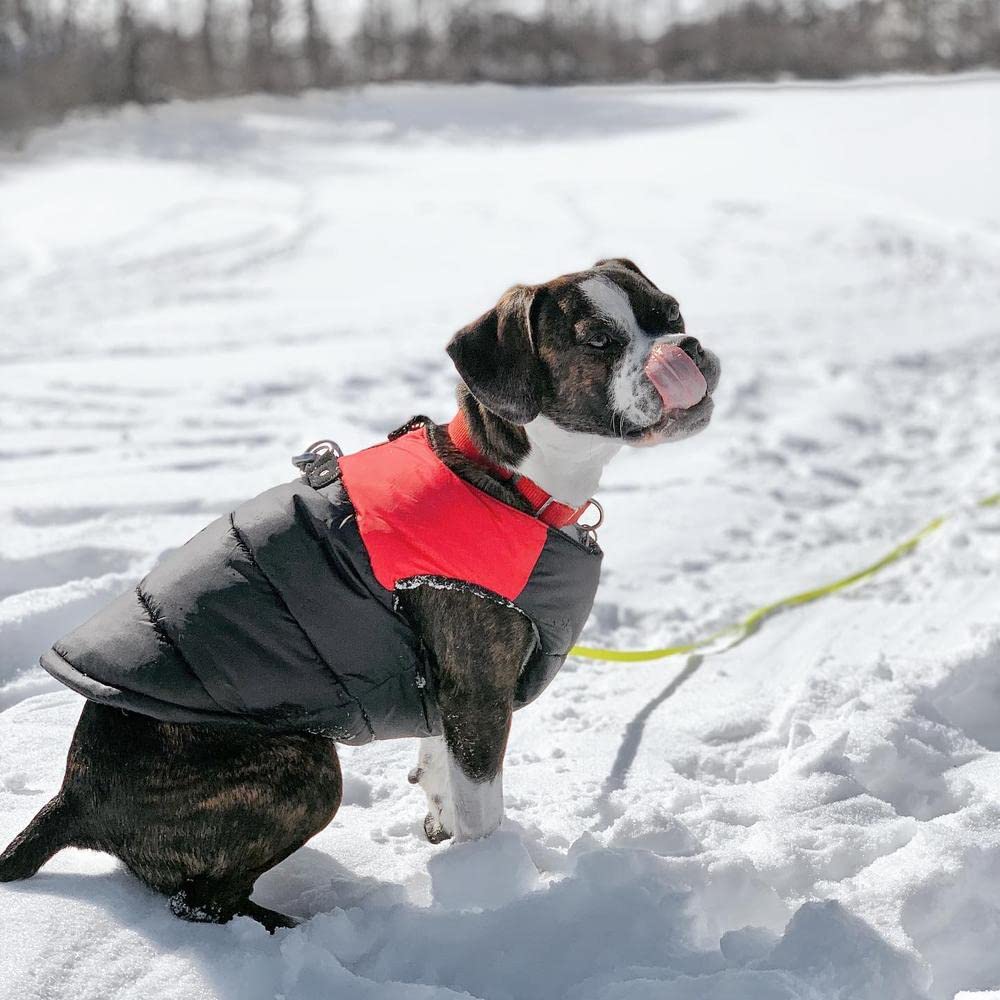 Gooby Padded Vest Dog Jacket - Red, Small - Warm Zip Up Dog Vest Fleece Jacket With Dual D Ring Leash - Winter Water Resistant Small Dog Sweater - Dog Clothes For Small Dogs Boy And Medium Dogs