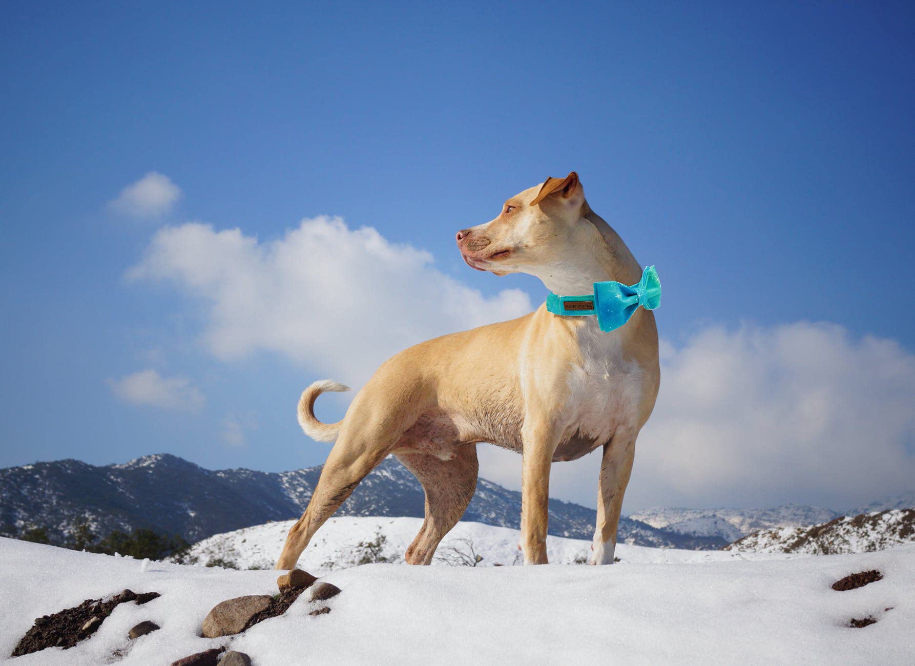 Elegant Little Tail Colorful Dog Collar, Comfortable Dog Collar With Bow Adjustable Soft Bow Tie Dog Collars For Small Dogs