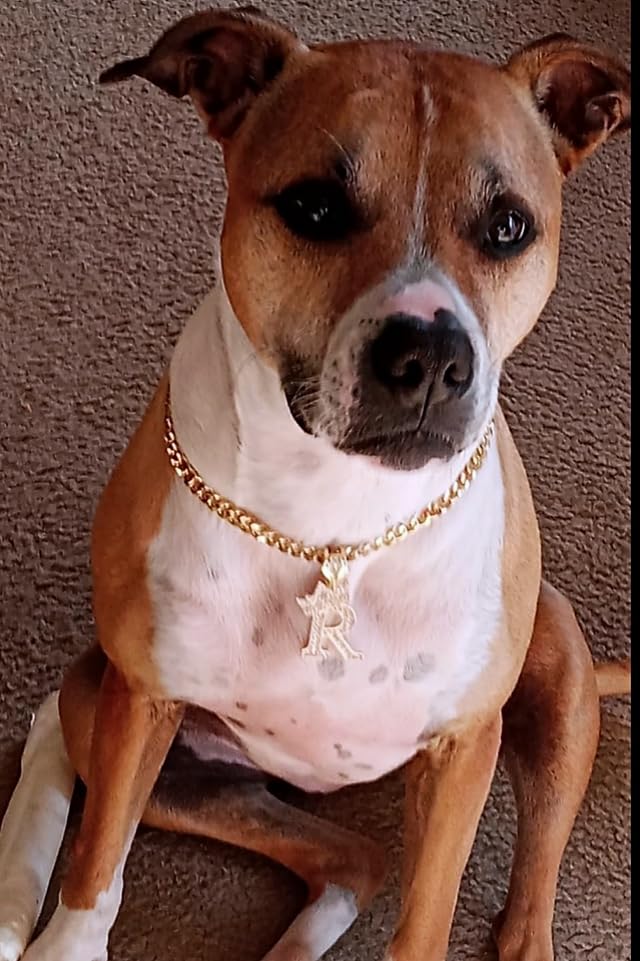 Initial Letter Cuban Chain Dog Chain Pet Chain Pet, Cat, Puppy Necklace (R, 20'')