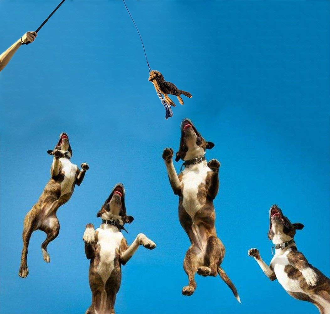 Asocea Dog Extendable Teaser Wand Pet Flirt Stick Pole Puppy Chasing Tail Interactive Toy For Small Medium Large Dogs Training Playing Exercise