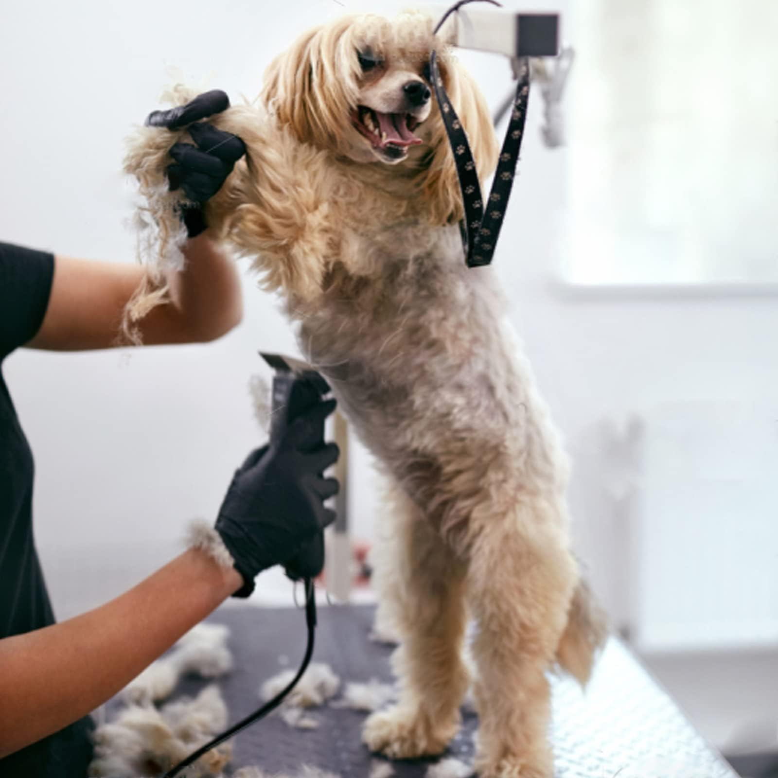 5PCS Wide Blade Dog Grooming Blades Compatible with Andis Dog Clipper,Dog Grooming Wide Blade compatiblewith Wahl km10 Clippers/