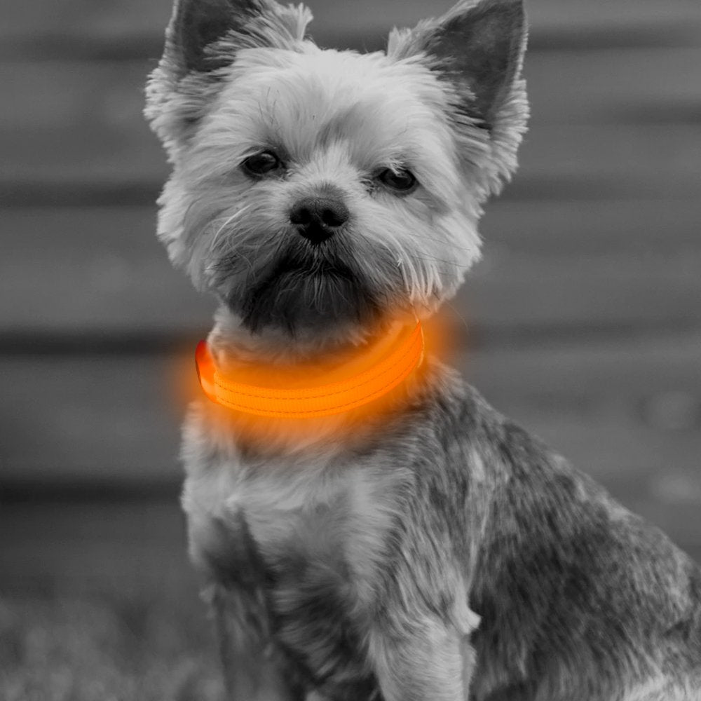 Bseen Light Up Dog Collars For Small Dogs - Rechargeable Led Puppy Collar - Glowing Cat Collars - Dog Camping Gear Dog Lights For Night Walking(Orange, Xs)