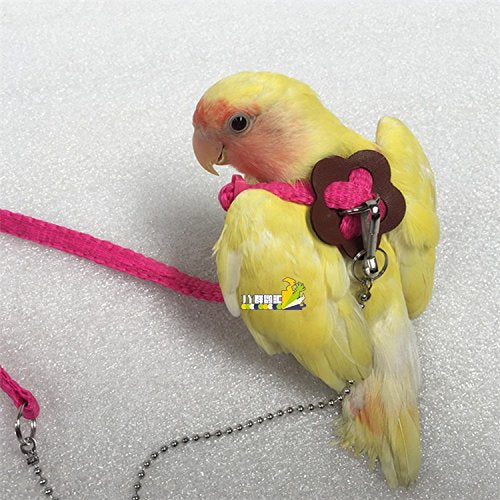 Hypeety Beauty Parrot Adjustable Bird Harness And Leash Outdoor Flying Anti-Bite For Bird Parrot African Grey Cockatoo Macaw Ringneck Parakeet Cockatiel Small Size Birds