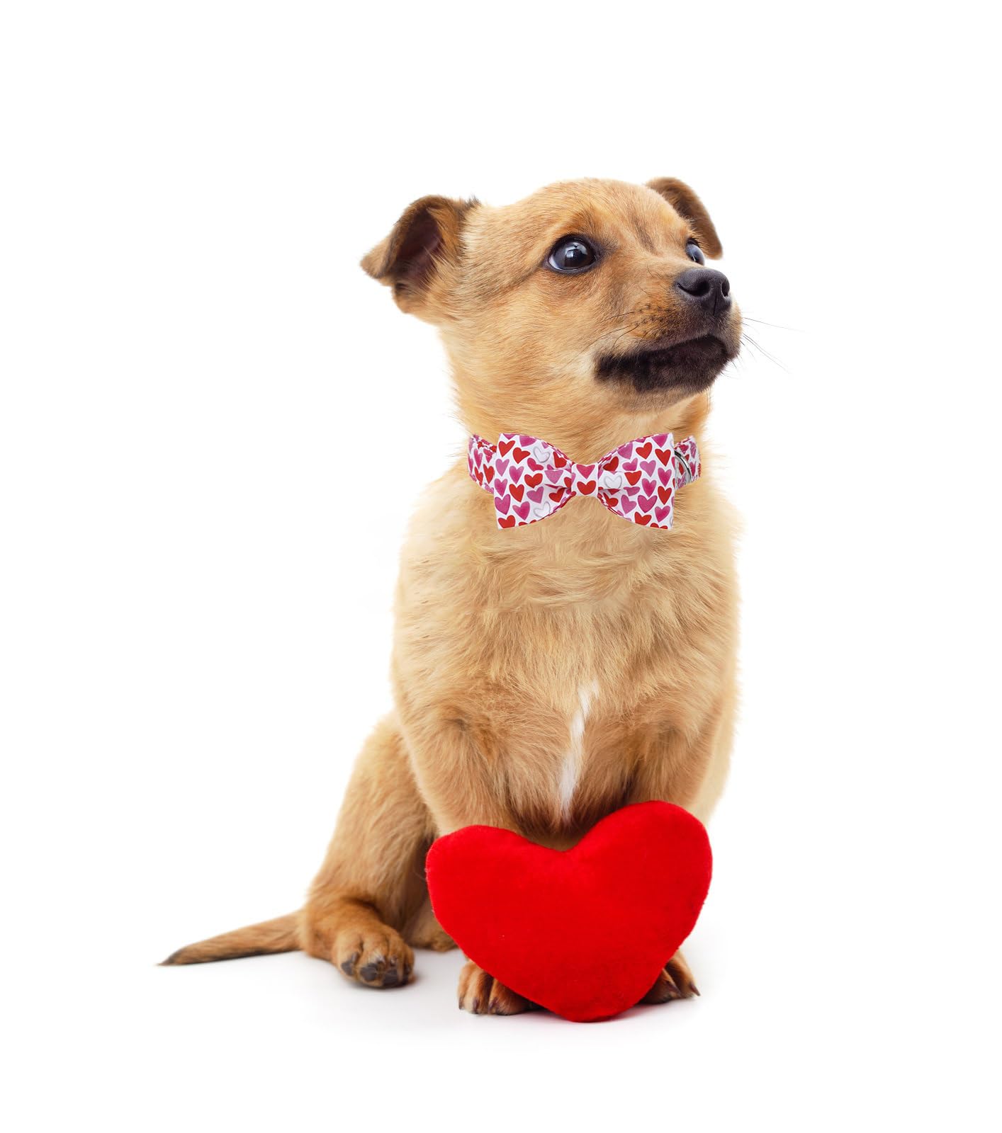 Lionet Paws Valentine'S White Dog Collar, Cute Heart Dog Collar For Small Dogs, Adjustable Cotton Pet Puppy Collars For Small Do