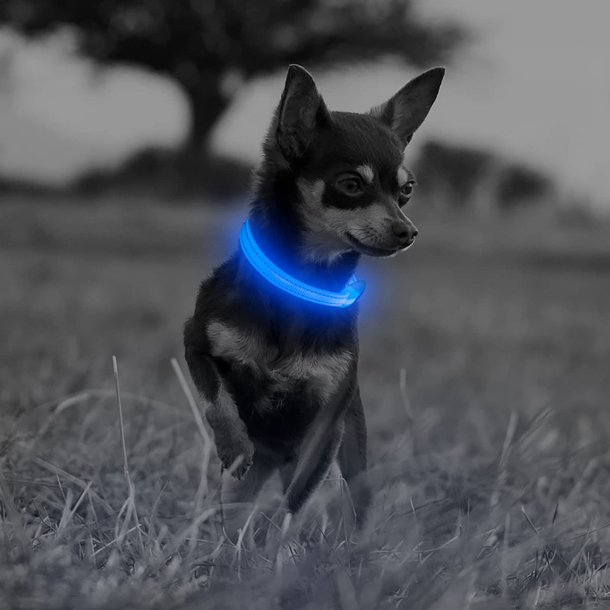 Illumifun Led Collar For Small Dog, Usb Rechargeable Dog Safety Collar Light, Adjustable Nylon Webbing Light Up Collar For Your Pups (Blue, X-Small)