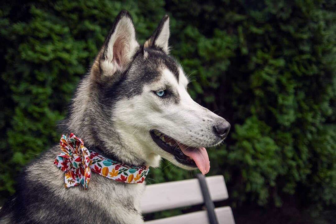 Elegant Little Tail Flower Dog Collar For Female Or Male Dogs, Fall Pet Collar Adjustable Dog Collars Gift For X-Small Dogs And Cats