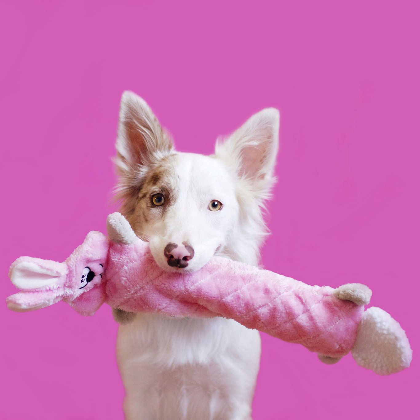 Zippypaws - Jigglerz Tough No Stuffing Squeaky Plush Dog Toy With Crinkle Head And Tail - Bunny