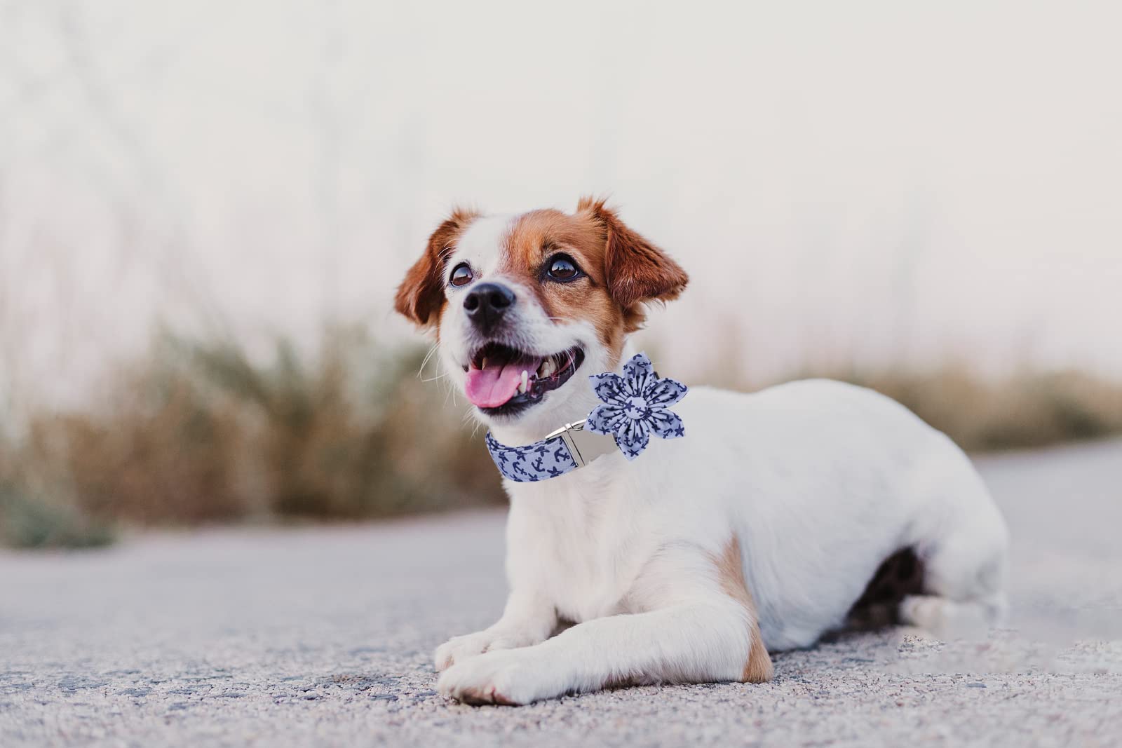 Lionet Paws Dog Collar With Flower, Summer Flower Collar For Dog,Adjustable Comfortable Dog Collar Gift For Puppy Small Medium L