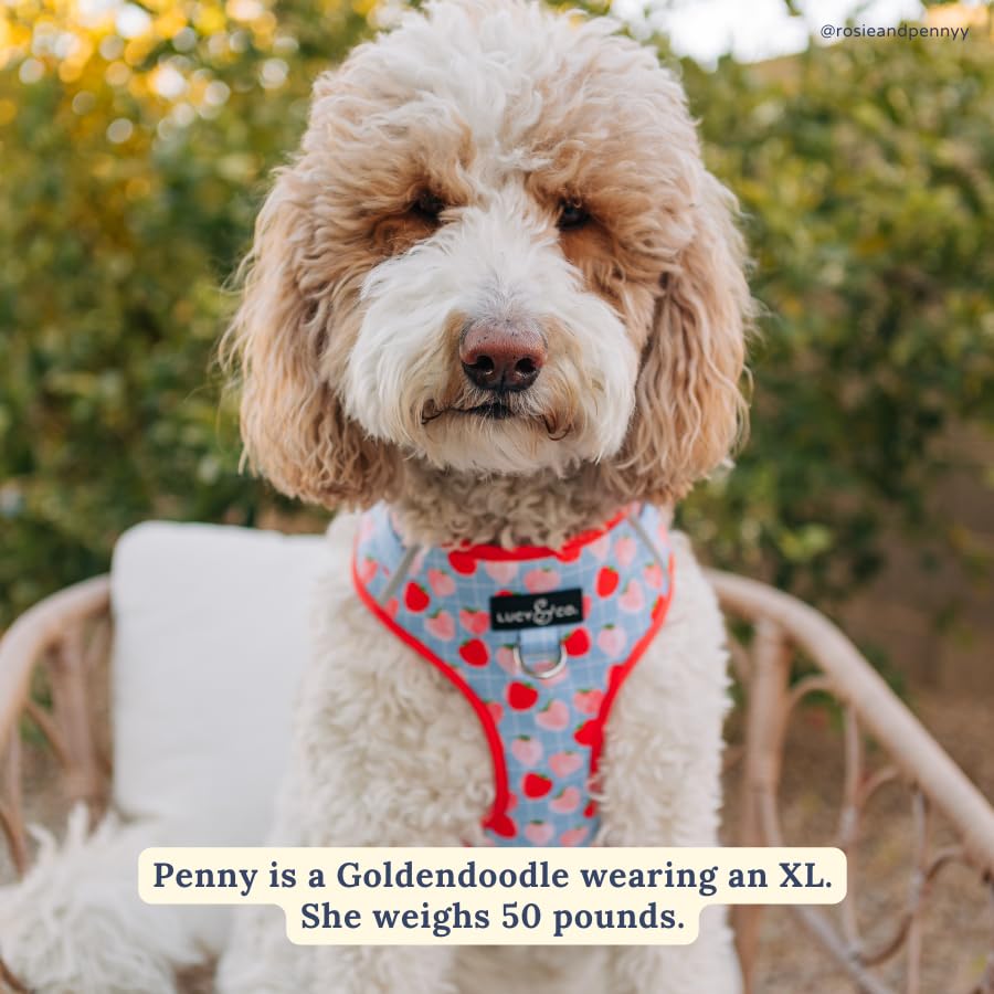 Lucy & Co. The Fresh Berries No-Pull Dog Harness - Size Medium - Vest to Stop Pulling & Walk Easy - Comfortable Leash Training P