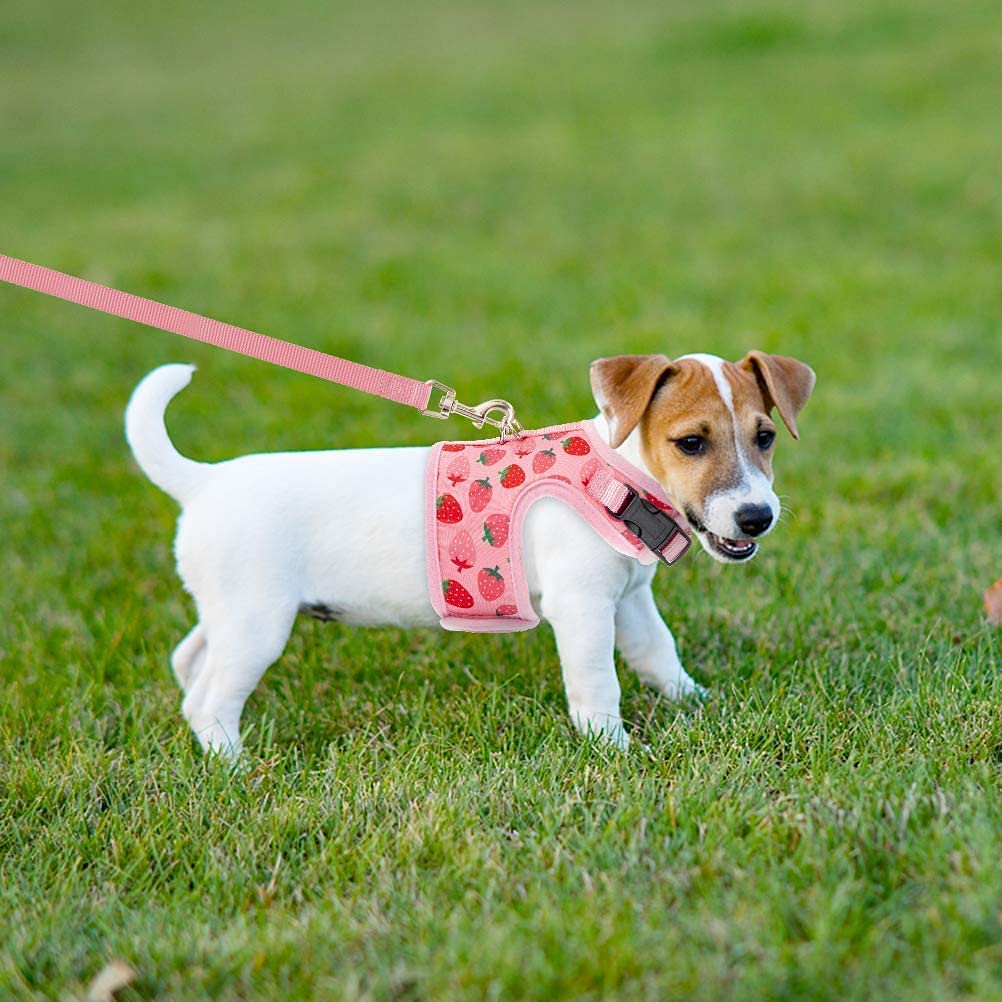 Bingpet Cat Harness With Leash Escape Proof - Fashionable Mesh Cat Dog Walking Harness Leads, Adjustable For Kitties Puppies Small Animals