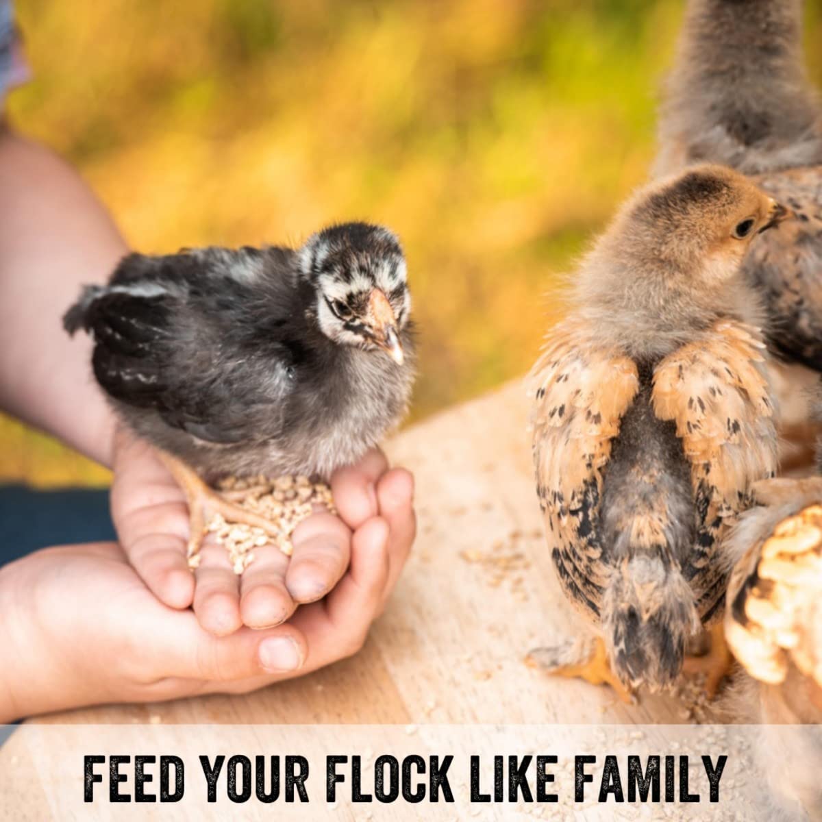 Scratch and Peck Feeds Whole Grain Starter Crumbles Chicken and Duck Feed - 25 lbs Bag - Corn-Free and Soy-Free - 20.5% Protein,