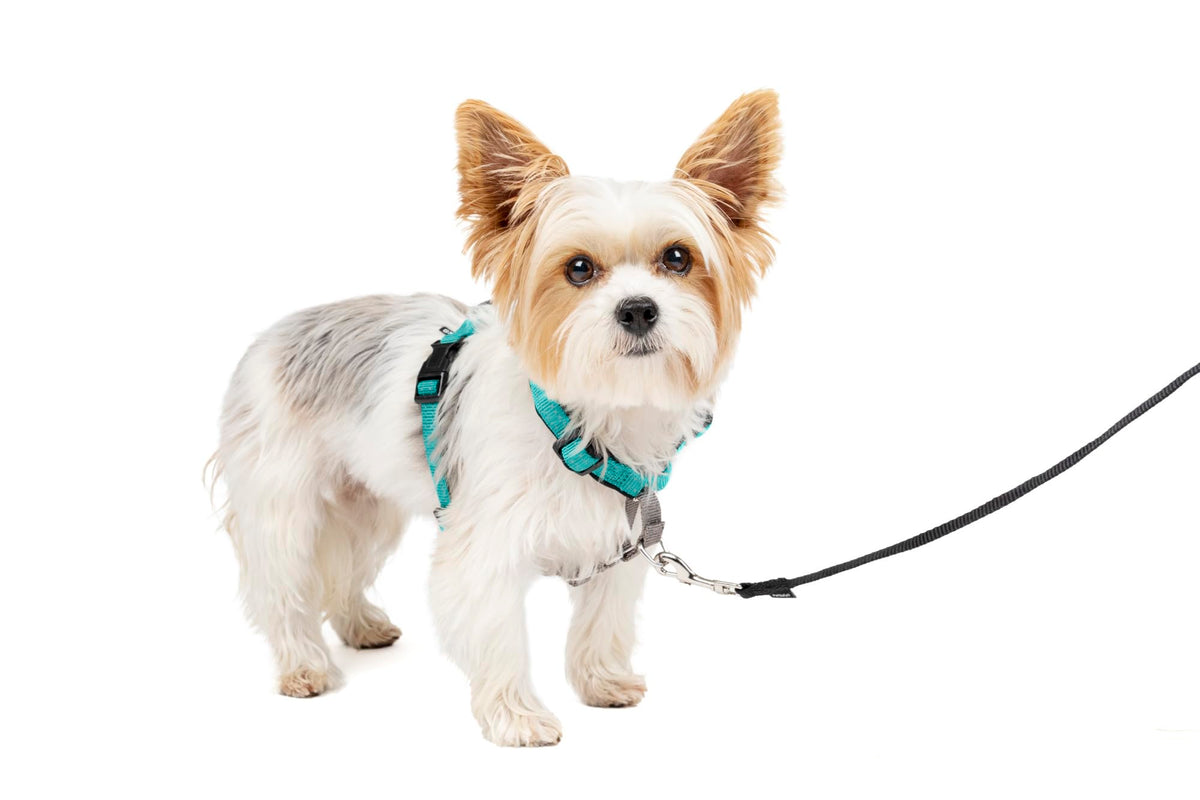 Petsafe 3 In 1 Dog Harness - No Pull Solution For Dogs - Reflective Dog Harness - Front D-Ring Clip Helps Stop Pulling - Comfortable Padded Straps - Top Handle Enhances Control - Teal - Extra Small