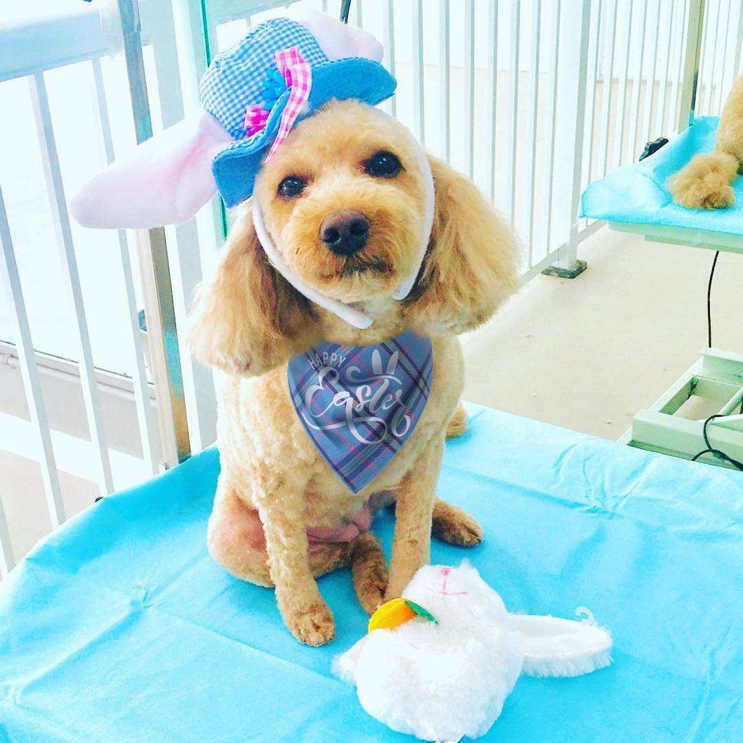 Dog Easter Bandana - Pack Of 2 Easter Bandanas For Dogs