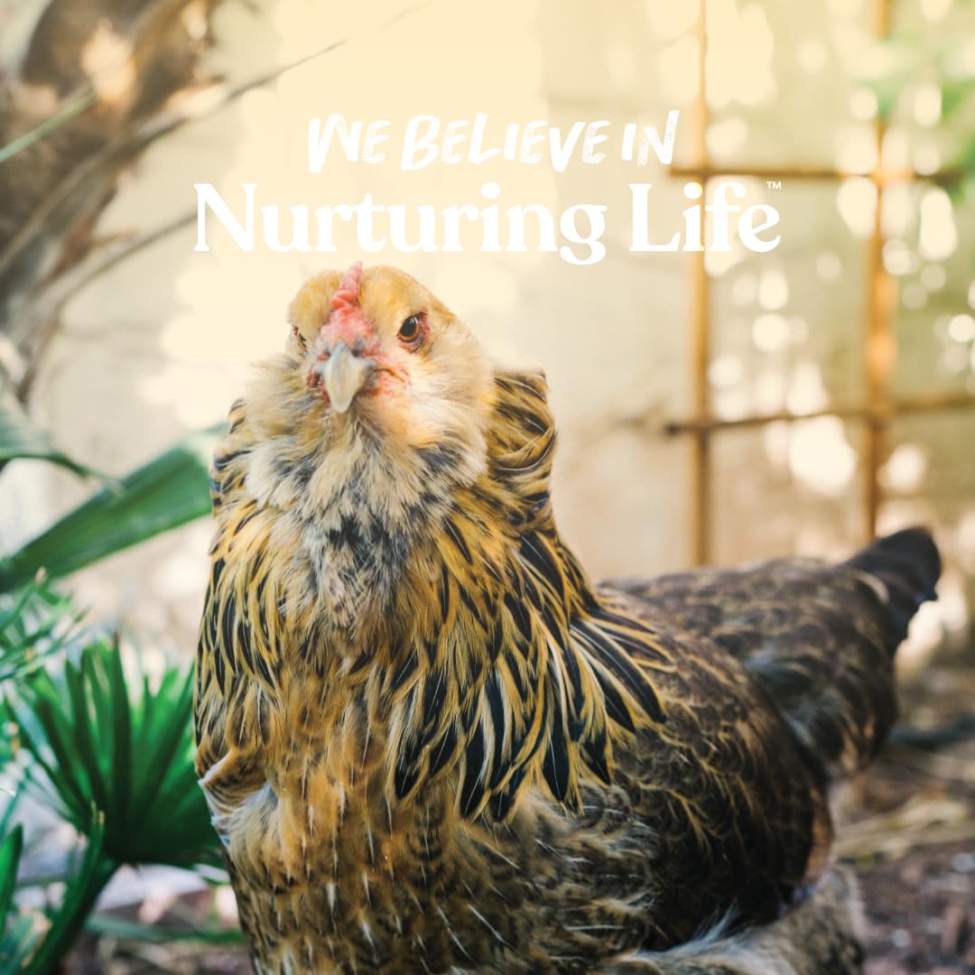 Manna Pro Layer Pellets Chicken Feed, 16% Protein Complete Feed for Laying Hens with Probiotics for Digestive Health, Nutrient-R