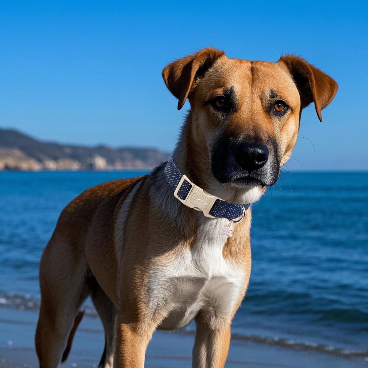 Lionet Paws Boy Dog Collar- Cute Navy Blue Dog Collars With Plastic Buckle, Light Adjustable Dog Collars For Small Dogs