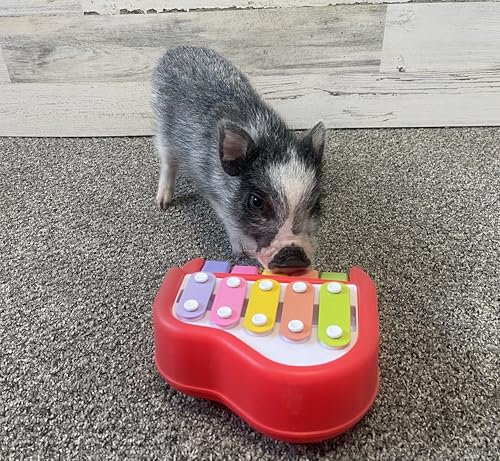 Small Piano For Dogs Pigs Rabbits Cats Or Other Small Animals Musical Chimes To Earn A Treat Training Aid For Reinforcing Positi