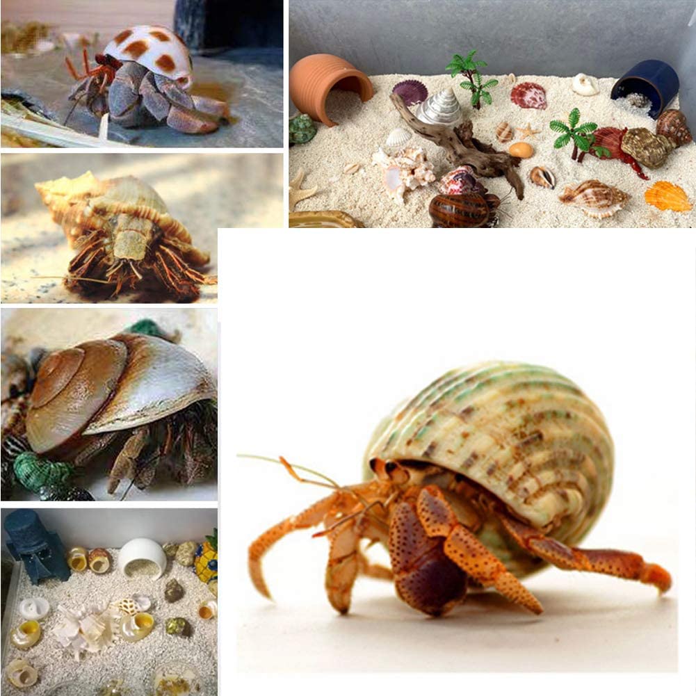 15Pcs Hermit Crab Shells (7 Types) Natural Hermit Crab Shells, For Small To Large Hermit Crab Turbo Shells Hermit Crab Supplies