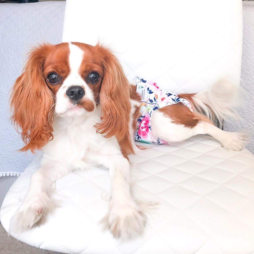 Cutebone Dog Diapers Female Small 3 Pack Reusable Puppy Period Diapers For Heat Cycle D14S