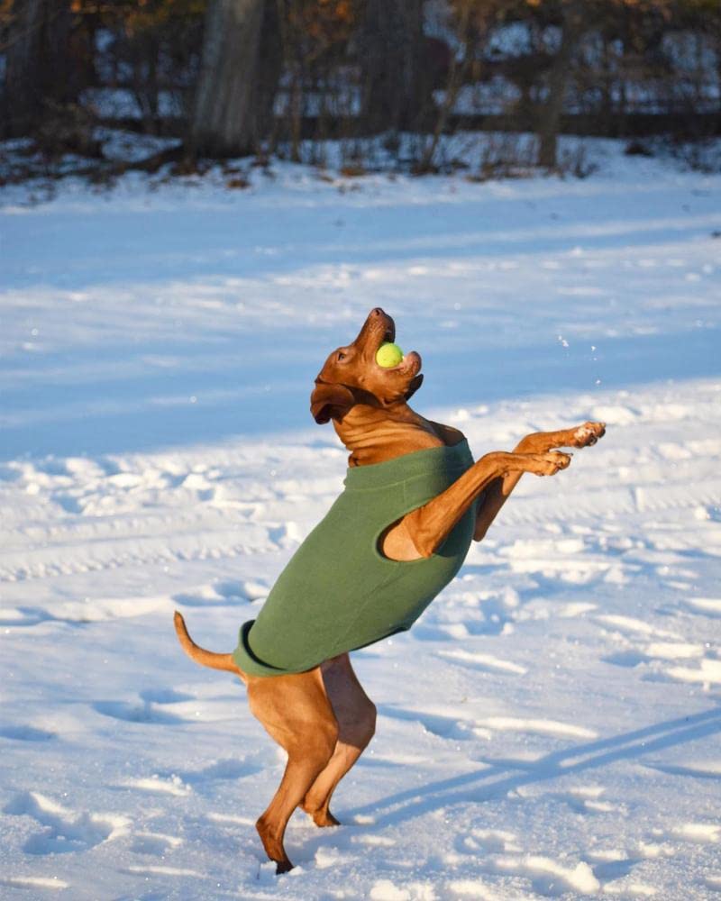 Gooby Stretch Fleece Vest Dog Sweater - Pumpkin, 5X-Large - Warm Pullover Fleece Dog Jacket - Winter Dog Clothes For Small Dogs Boy Or Girl - Dog Sweaters For Small Dogs To Dog Sweaters For Large Dogs
