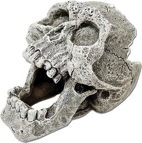 BLUE RIBBON PET PRODUCTS 006072 Exotic Environments Cracked Human Skull, Mini