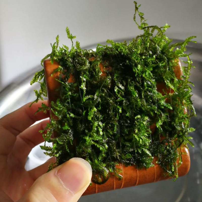 Miguco 5X 120M 0.2Mm Crystal String Moss Line For Aquarium Fish Tank Water Grass Driftwood Landscaping