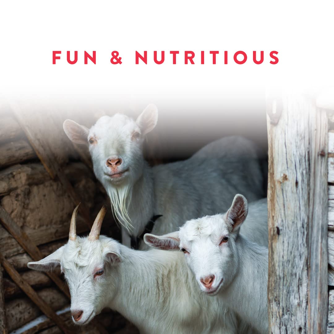Manna Pro Apple Probiotic Goat Treat, Daily Goat Treats, Treat for Goats and Sheep, Easy to Feed, Enriched with Vitamins, Minera