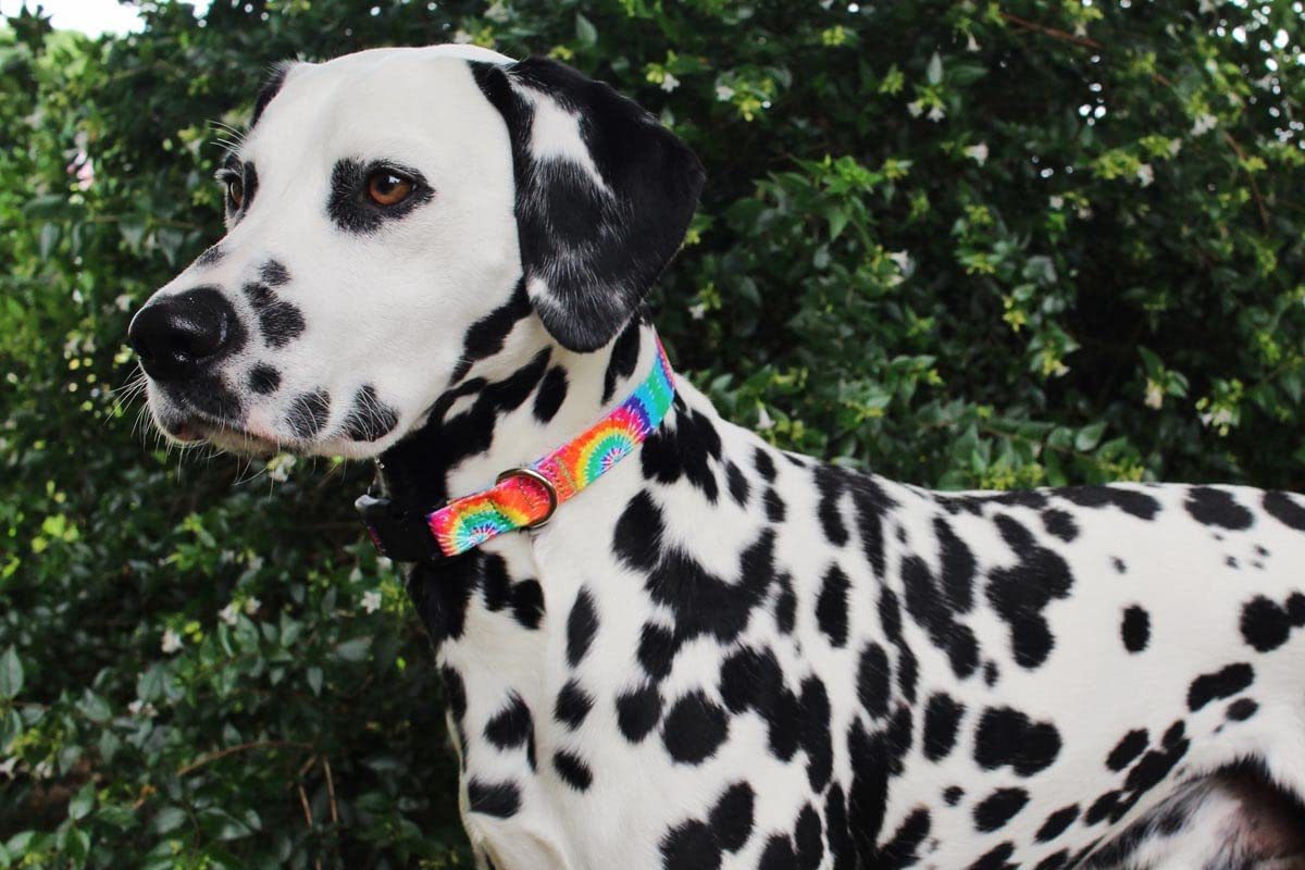 Limeloot Tie Dye Dog Collar for Female and Male Dogs, Medium
