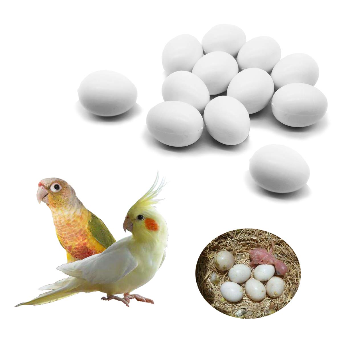 Foiburely 12 Pcs Solid Parrot Plastic Eggs Hatching Eggs Green Cheek, Lorikeet&Ringneck Dove, Quaker, Cockatiel. Trick The Birds To Stop Laying Eggs, Fake Eggs