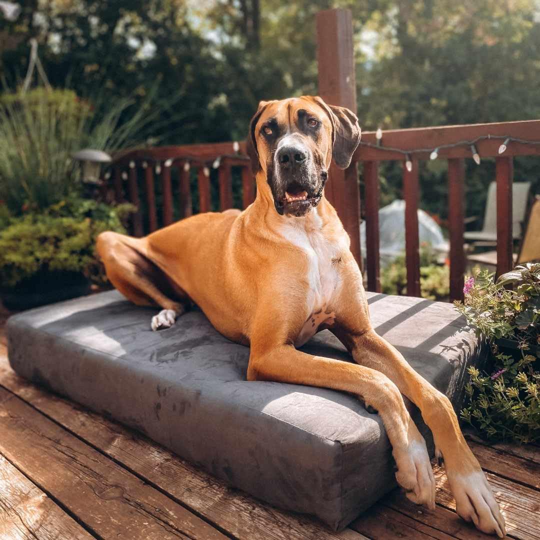 Barker Beds Sleek Extra Large Dog Bed (Xl, Charcoal) - 7'' Thick Soft & Comfortable Orthopedic Cushion - Xl Dog Bed - Durable &