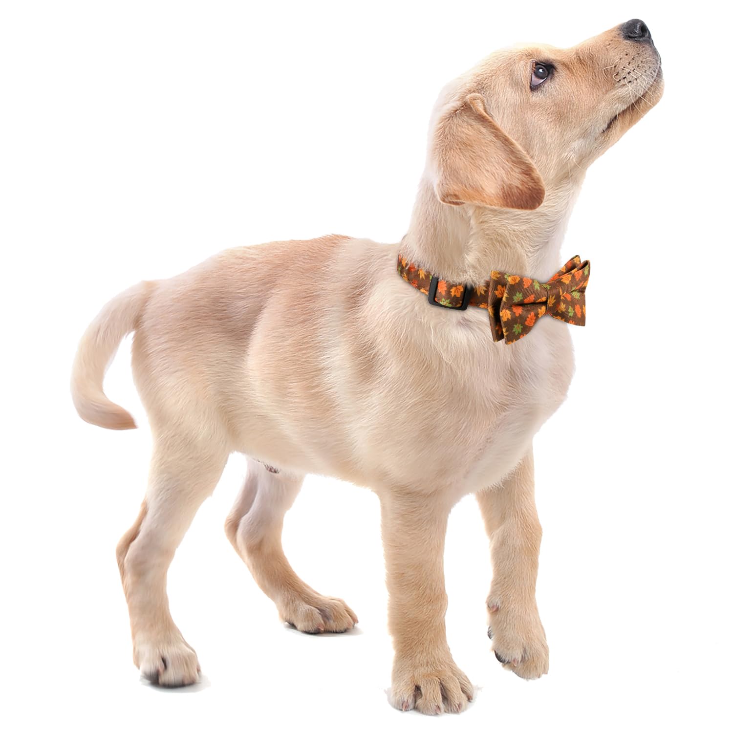 Faleela Cute Soft Girl Dog Collar With Bow, Adjustable Collar For Small To Large Pets