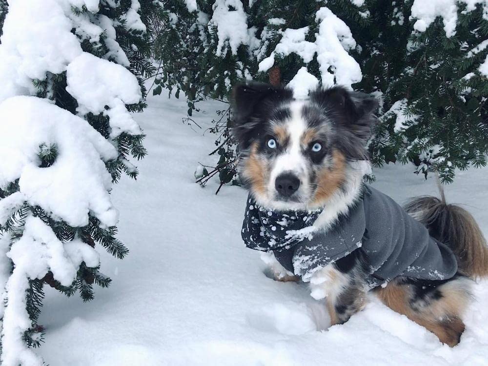 Gooby Stretch Fleece Vest Dog Sweater - Gray, Medium - Warm Pullover Fleece Dog Jacket - Winter Dog Clothes For Small Dogs Boy Or Girl - Dog Sweaters For Small Dogs To Dog Sweaters For Large Dogs