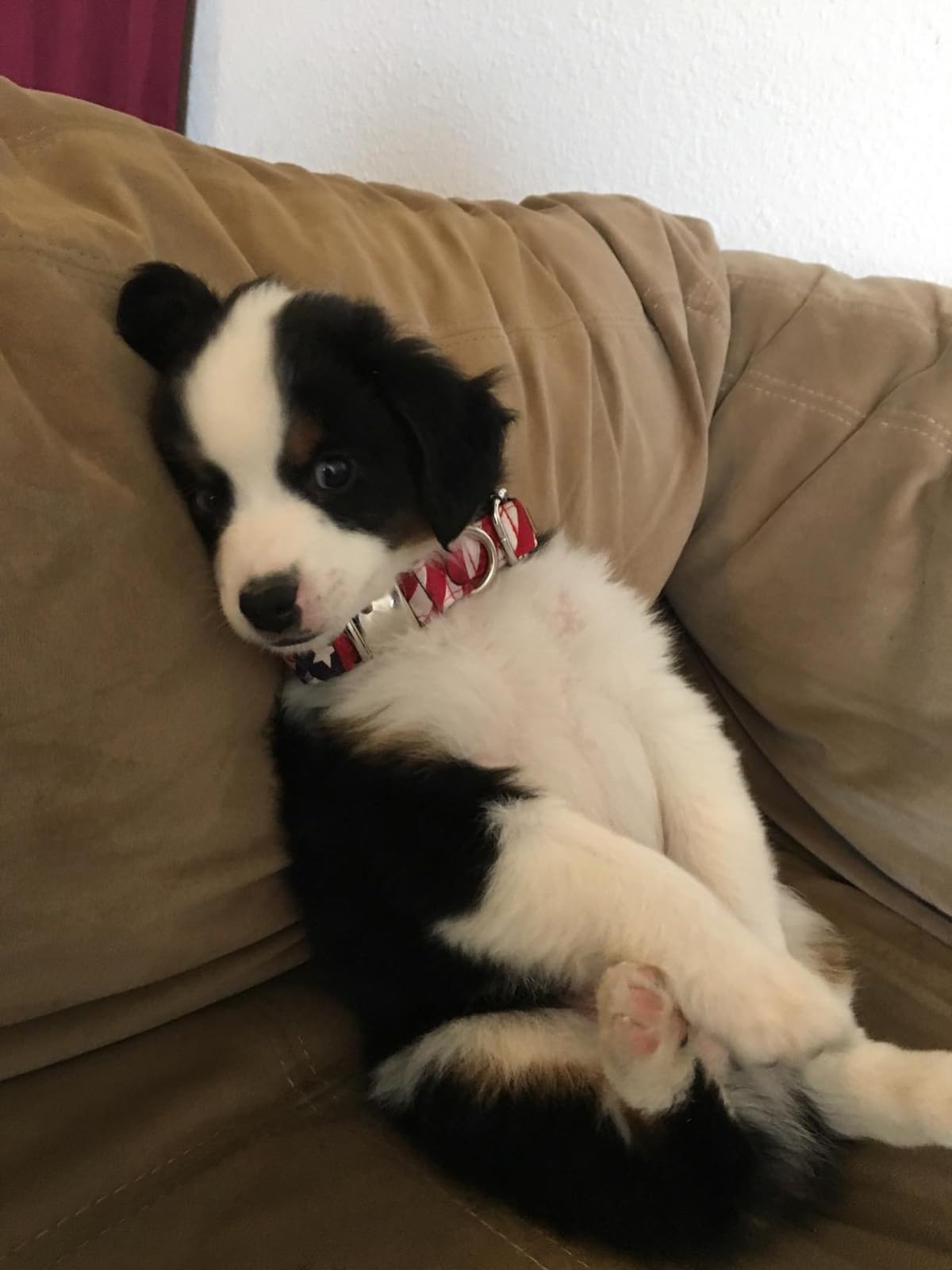 Lionet Paws Dog Collar, Comfortable Adjustable Cute Collar With Metal Buckle For Male Female Dogs, July Of 4Th, Large, Neck 16-2