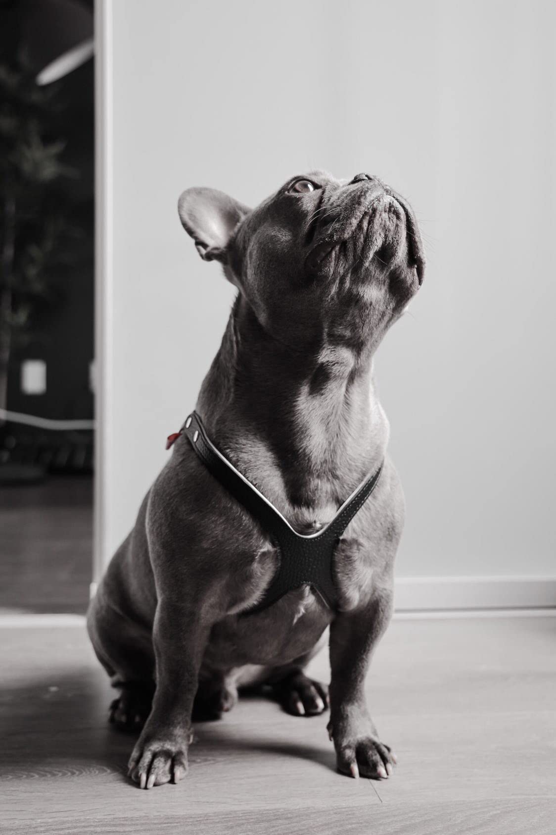 Buddy Belt Harness Pebble Grain Black - Premium Edition (6)