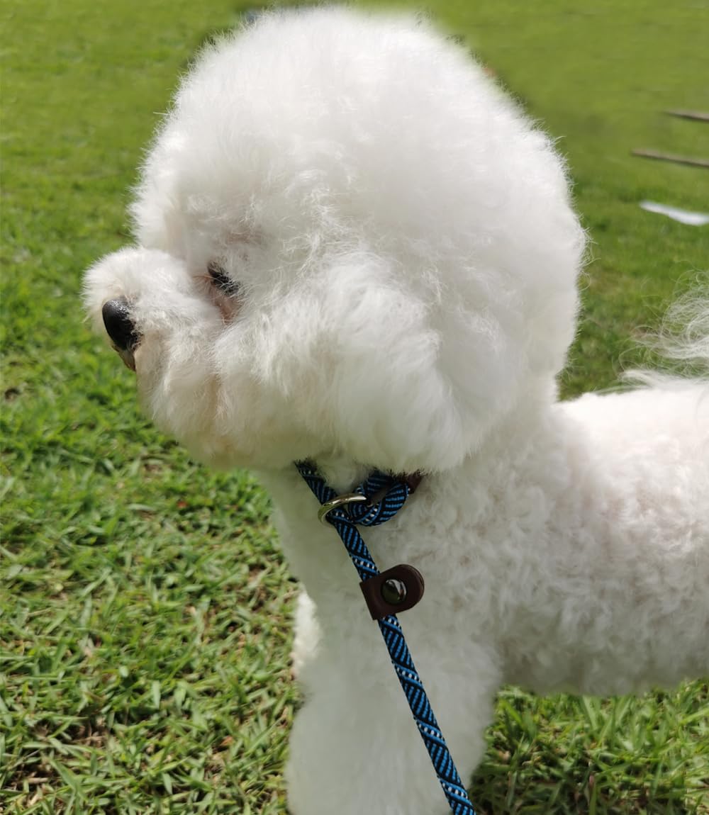 Mycicy Slip Lead Dog Leash, 1/4' X 5 Ft No Pull Control Training Leash For Small And Medium Dogs (Black)