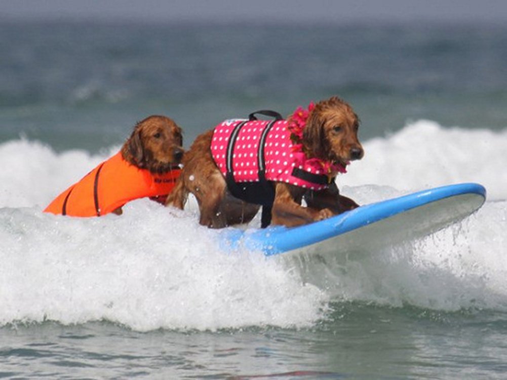 HAOCOO Dog Life Jacket Vest Saver Safety Swimsuit Preserver with Reflective Stripes/Adjustable Belt Dogs?Orange,XXL