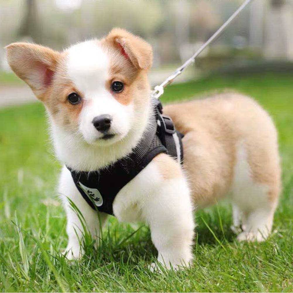 FEimaX Dog Harness and Leash Set for Walking, Soft Mesh Adjustable Easy Control Lightweight Cat Vest Harnesses with Reflective Strips, Escape Proof Small Dogs Cats Vests (Black, X-Large) -Like New