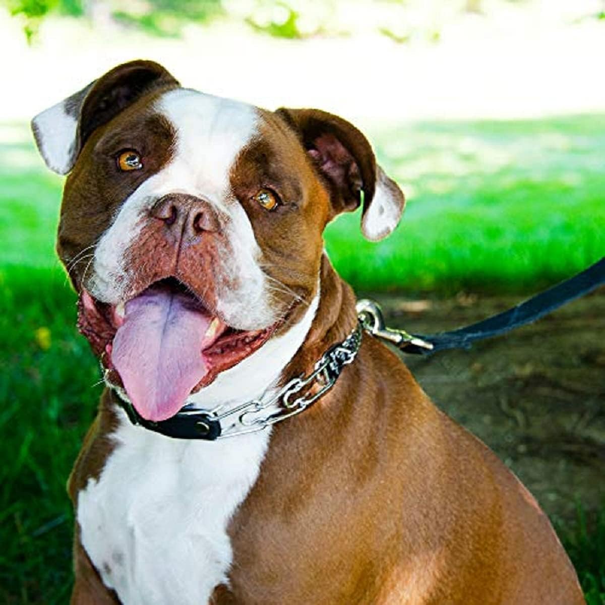 Herm Sprenger Prong Collar For Dog Training With Easy Quick Release Buckle - German Made Dog Collar With Chrome Plated Steel 4.0